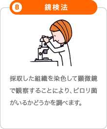 B「鏡検法」:採取した組織を染色して顕微鏡で観察することにより、ピロリ菌がいるかどうかを調べます。