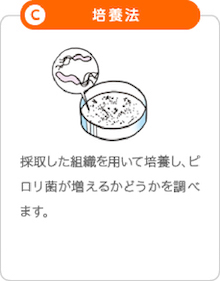 C「培養法」:採取した組織を用いて培養し、ピロリ菌が増えるかどうかを調べます。